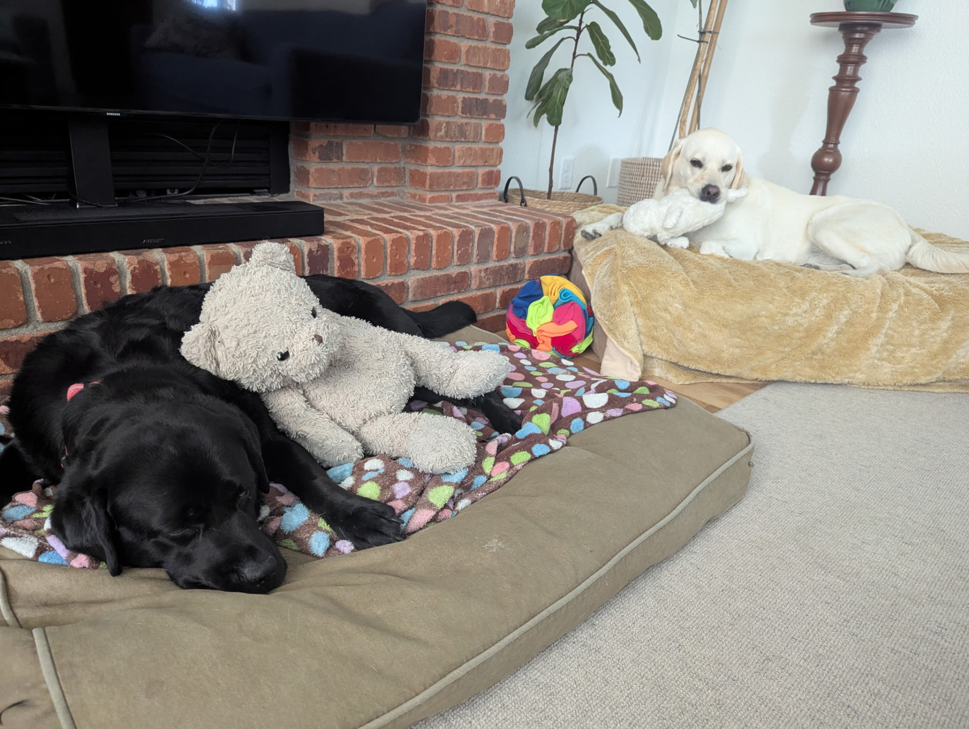 Two Labradors resting comfortably at home while Sarah pet sits